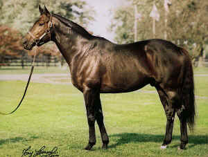 Partners_Hero_stallion_full.jpg (72797 bytes)