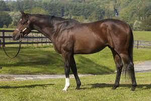 Rimrod_stallion_full.jpg (80679 bytes)