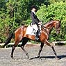 Equestrian Activities